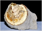 Fossilien aus Rußbach Muschel Proveniella testacea