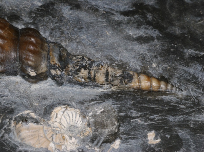 fossilien aus buttenheim: pseudokatosira undulata 70 mm