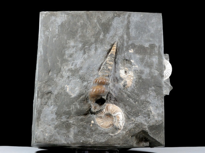 fossilien aus buttenheim: pseudokatosira undulata 70 mm