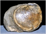 Fossilien versteinerte Muschel aus Rußbach Limopsis calvus
