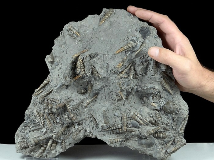 Fossilien aus Weitendorf