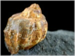 Fossilien aus Österreich-Versteinerte Schnecken-30-Kroisbachgraben-St. Pankratz