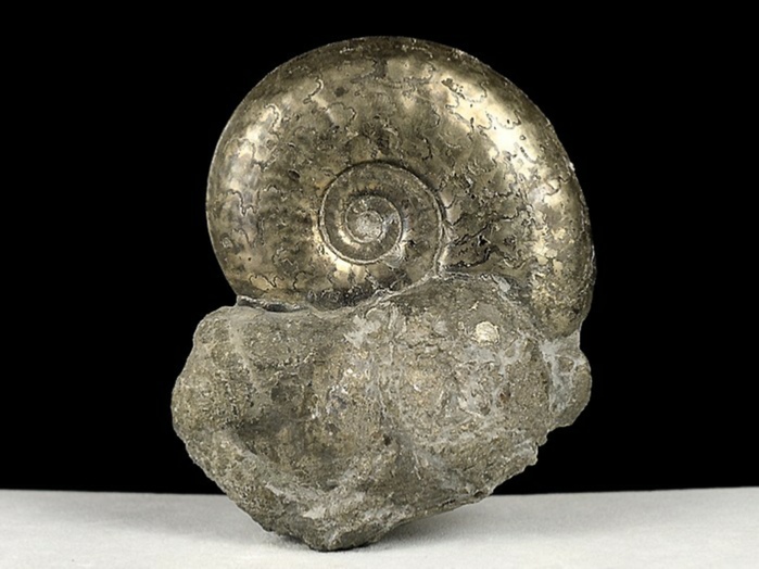 ammonit aus mistelgau-pleydellia 25 mm