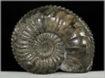 Pleuroceras salebrosum-47-Ammoniten aus Buttenheim