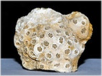versteinerte koralle-placocoenia-44-russbach-261