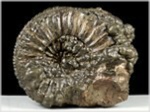 Fossilien Ammoni Pleuroceras-100-röckingen