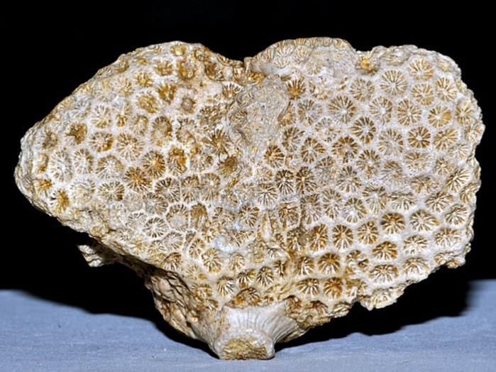 fossilien aus rußbach, gosauschichten-koralle actinastrea ramosa 46 mm