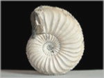 Ammonit Pleuroceras-50-Fossilien aus Buttenheim