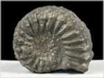Ammonit Pleuroceras-43-röckingen