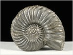 Ammonit Pleuroceras-45-röckingen