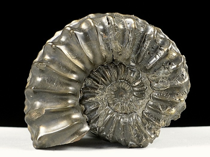 ammonit aus deutschland-pleuroceras, schwarzjura 43 mm