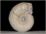 Ammonit Pleuroceras salebrosum-40-Fossilien aus Buttenheim