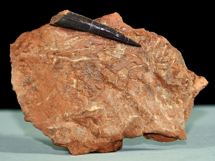fossilien aus adnet-haizahn sphenodus 35 mm