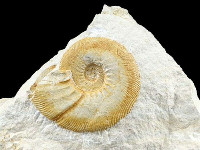 ammonit aus dem altmühltal: orthospinctes 70mm
