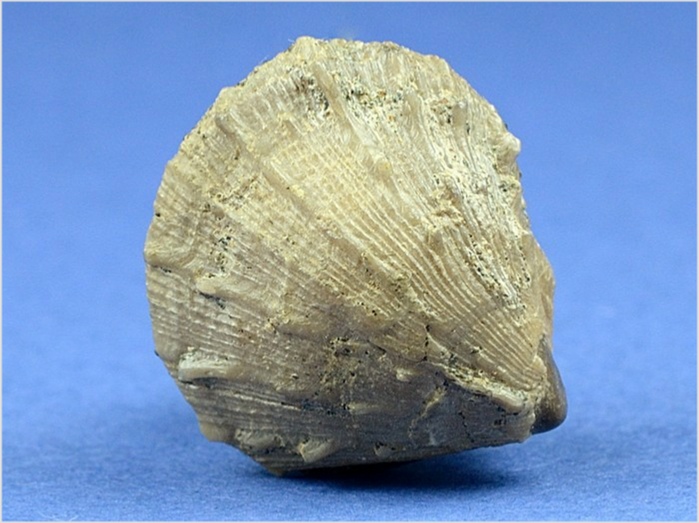 fossilien aus st. pankratz_spondylus teisenbergensis 25 mm