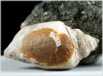 Fossilien aus Österreich-Versteinerte Schnecken-36--Kroisbachgraben-St. Pankratz