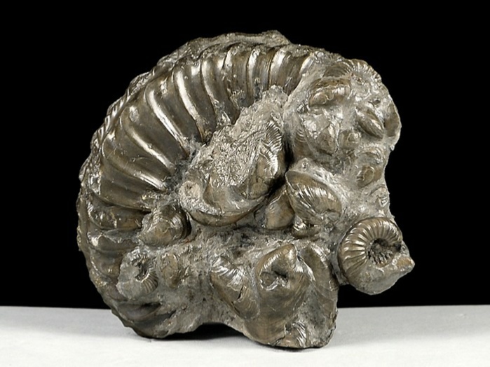 ammonit aus deutschland-pleuroceras, schwarzjura 70 mm