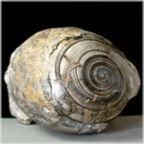 acteonella-80-fossilien-siebenbuergen-rumaenien