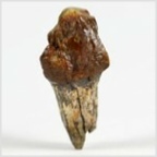 Fossilien aus Ungarn-Zahn eines Wirbeltieres 22 mm