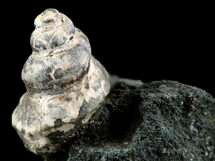 fossilien aus st. pankratz-seeigel 26 mm
