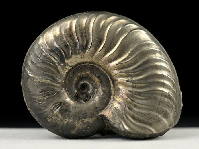 ammonit aus mistelgau-pleydellia 30 mm