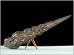 Fossilien versteinerte Schnecke aus Buttenheim Pseudokatosira undulata-83