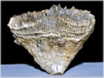 Fossilien aus Rußbach versteinerte Koralle Placosmilia
