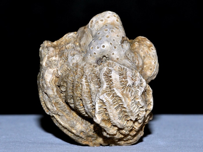 fossilien aus rußbach, gosauschichten-koralle 37 mm