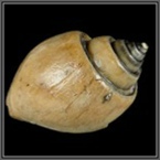 fossilien-aus-den-gosauschichten-salzburg-oesterreich