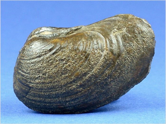 fossilien aus st. pankratz_ pholadomaya sulcata 40 mm
