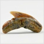 Fossilien aus Ungarn-versteinerte Haifisch Zahn Galeocerdo aduncus 18mm