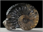 Pleuroceras-28-Ammoniten aus Buttenheim