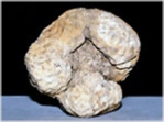 Fossilien versteinerte Koralle Astraraea aus den Gosauschichten von Rußbach