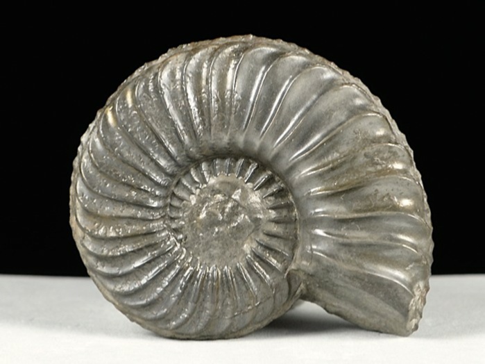 ammonit aus deutschland-pleuroceras, schwarzjura 45 mm