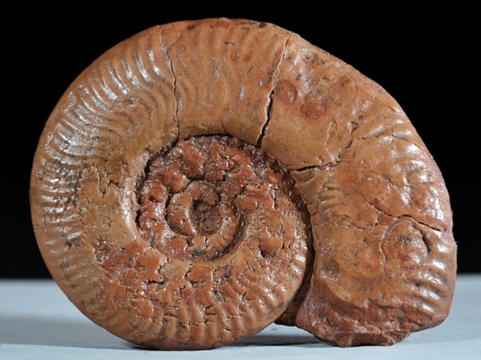 fossilien aus adnet: protagrammoceras 80 mm