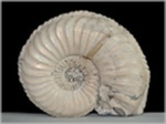 Pleuroceras-56-Fossilien aus Buttenheim