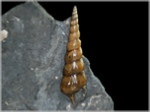 Pseudokatosira undulata-59-Fossilien-Ammoniten aus Buttenheim