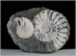Pleuroceras Knolle-60-Ammoniten aus Buttenheim
