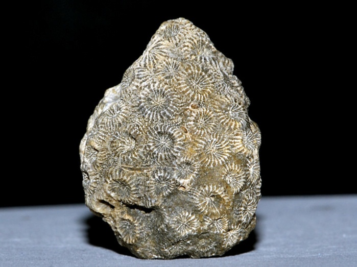 fossilien aus rußbach, gosauschichten-koralle actinastrea geminata