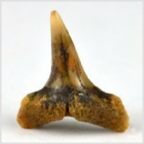 Fossilien aus Ungarn-versteinerte Haifisch Zahn  18mm