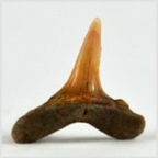 Fossilien aus Ungarn-versteinerte Haifisch Zahn Carcharias sp. 19mm