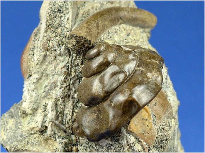 fossilien aus st. pankratz_ tudicla 20 mm