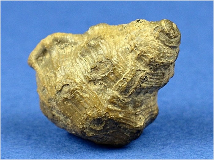 fossilien aus st. pankratz_sassia octogona 35 mm