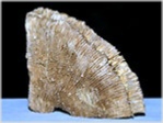 Versteinerte Korallen aus Österreich Diploetenium lunatum