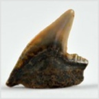 Fossilien aus Ungarn-versteinerte Haifisch Zahn Galeocerdo aduncus 12mm