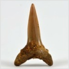 Fossilien aus Ungarn-versteinerte Haifisch Zahn Synodontaspis hopei 32mm