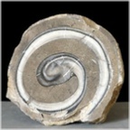 acteonella-75-fossilien-siebenbuergen-rumaenien