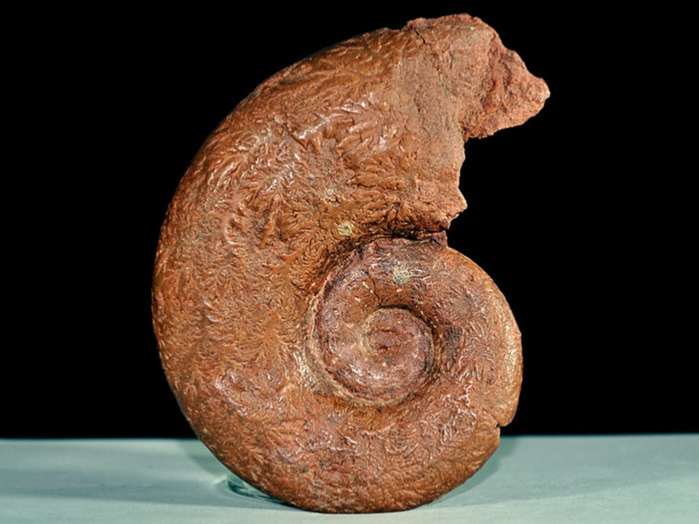 fossilien aus adnet: lytoceras 120 mm