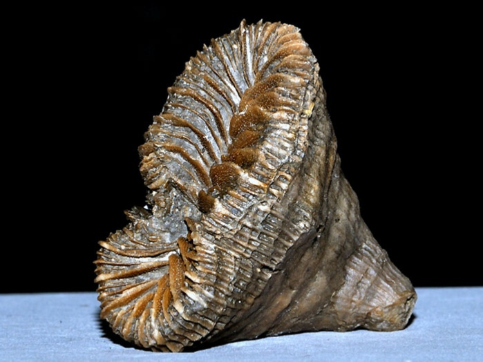 fossilien aus rußbach, gosauschichten-koralle placosmilia 40 mm