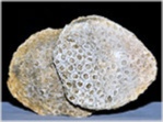 Fossilien Koralle Columastrea aus der Gosau Kreide